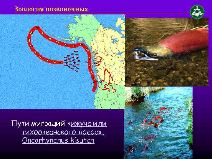 Зоология позвоночных Пути миграций кижуча или тихоокеанского лосося, Oncorhynchus kisutch 