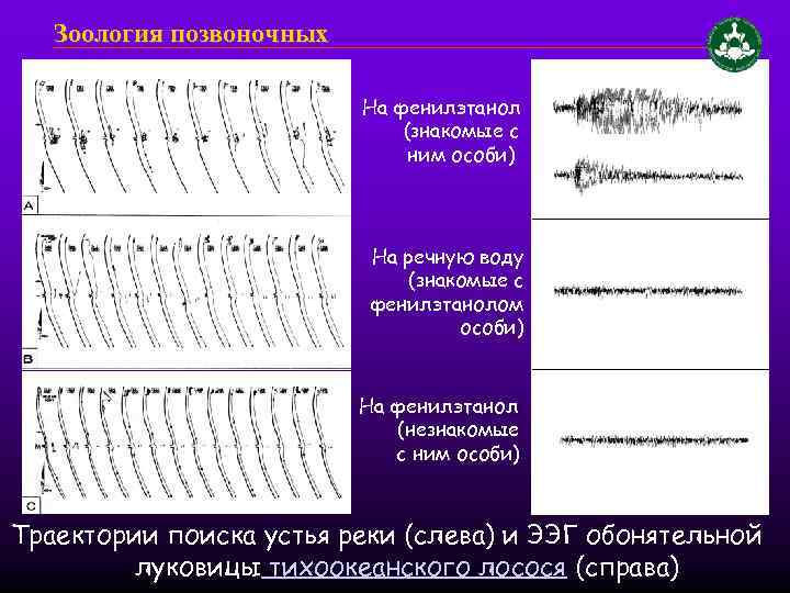 Зоология позвоночных На фенилэтанол (знакомые с ним особи) На речную воду (знакомые с фенилэтанолом