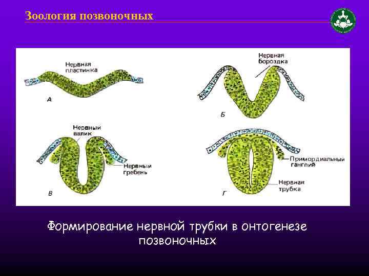 Зоология позвоночных Формирование нервной трубки в онтогенезе позвоночных 