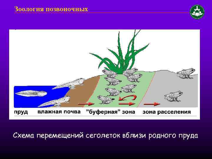 Зоология позвоночных Схема перемещений сеголеток вблизи родного пруда 