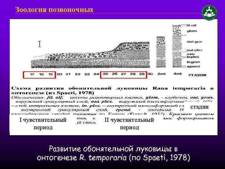 Зоология позвоночных 100 μ стадии I чувствительный период II чувствительный период Развитие обонятельной луковицы
