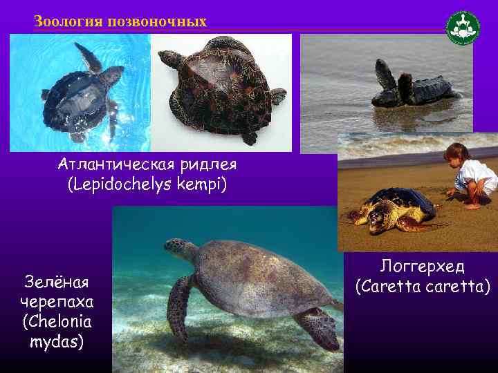 Зоология позвоночных Атлантическая ридлея (Lepidochelys kempi) Зелёная черепаха (Chelonia mydas) Логгерхед (Caretta caretta) 