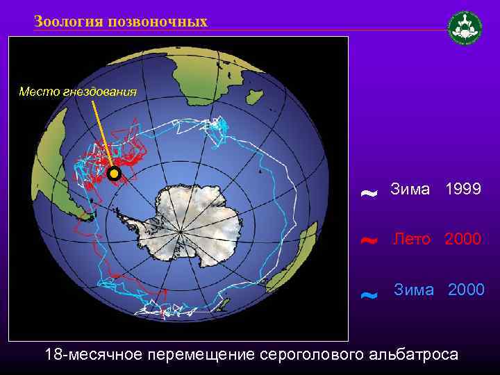 Зоология позвоночных Место гнездования ~ Зима 1999 ~ Лето 2000 ~ Зима 2000 18