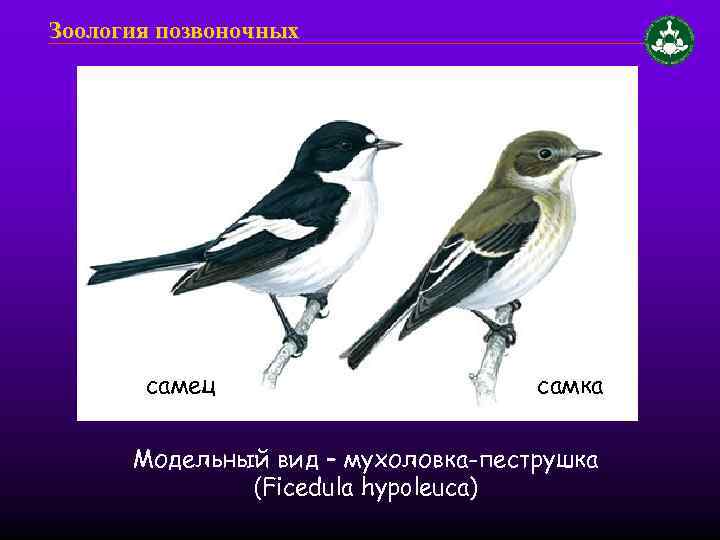 Зоология позвоночных самец самка Модельный вид – мухоловка-пеструшка (Ficedula hypoleuca) 