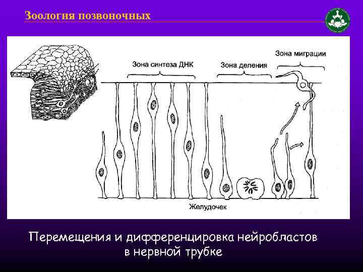 Зоология позвоночных Перемещения и дифференцировка нейробластов в нервной трубке 