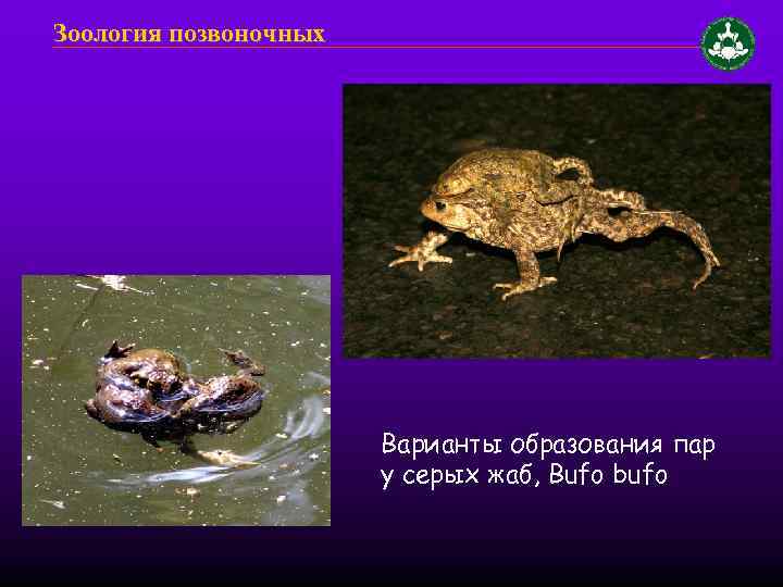 Зоология позвоночных Варианты образования пар у серых жаб, Bufo bufo 