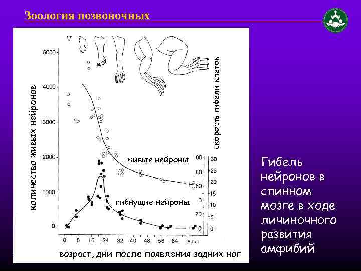 скорость гибели клеток количество живых нейронов Зоология позвоночных живые нейроны гибнущие нейроны возраст, дни