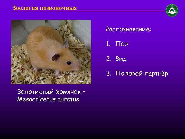 Зоология позвоночных Распознавание: 1. Пол 2. Вид 3. Половой партнёр Золотистый хомячок – Mesocricetus