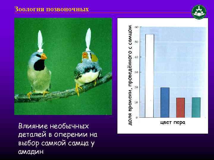 Влияние необычных деталей в оперении на выбор самкой самца у амадин доля времени, проведённого