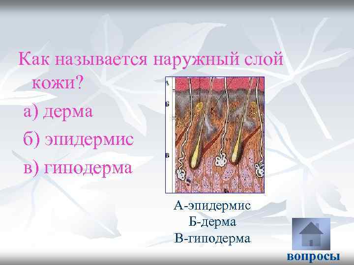 Как называется наружный слой кожи? а) дерма б) эпидермис в) гиподерма А-эпидермис Б-дерма В-гиподерма