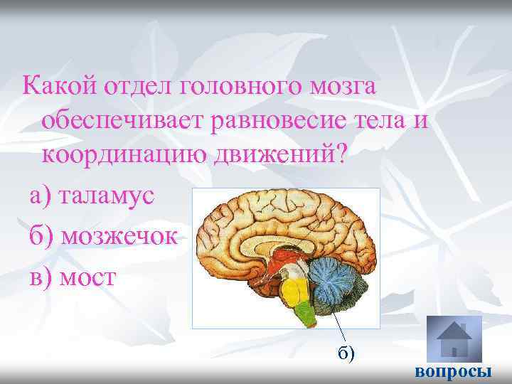 Какой отдел головного мозга обеспечивает равновесие тела и координацию движений? а) таламус б) мозжечок