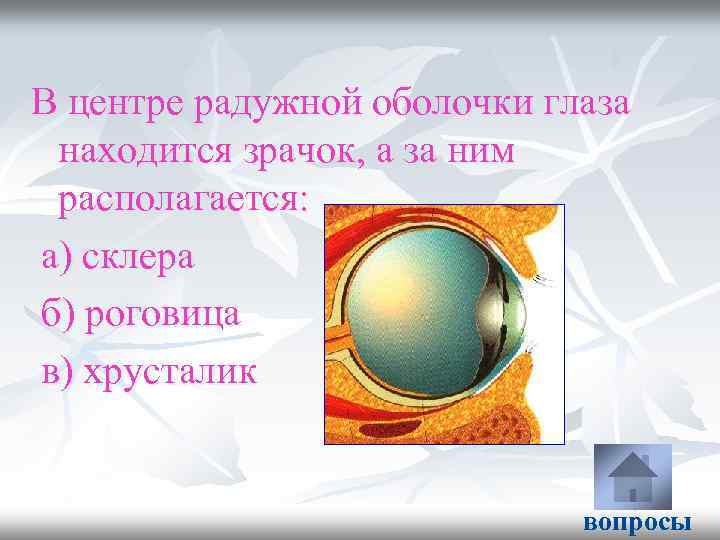 В центре радужной оболочки глаза находится зрачок, а за ним располагается: а) склера б)