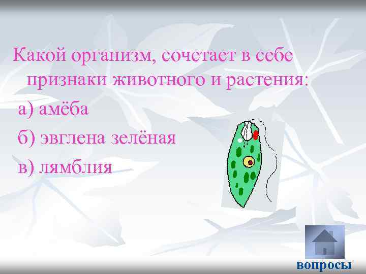 Какой организм, сочетает в себе признаки животного и растения: а) амёба б) эвглена зелёная