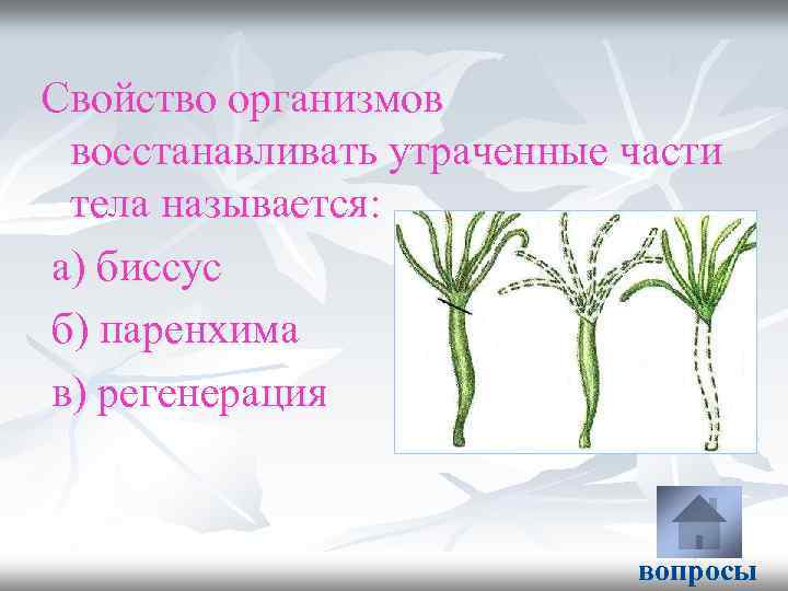 Свойство организмов восстанавливать утраченные части тела называется: а) биссус б) паренхима в) регенерация вопросы