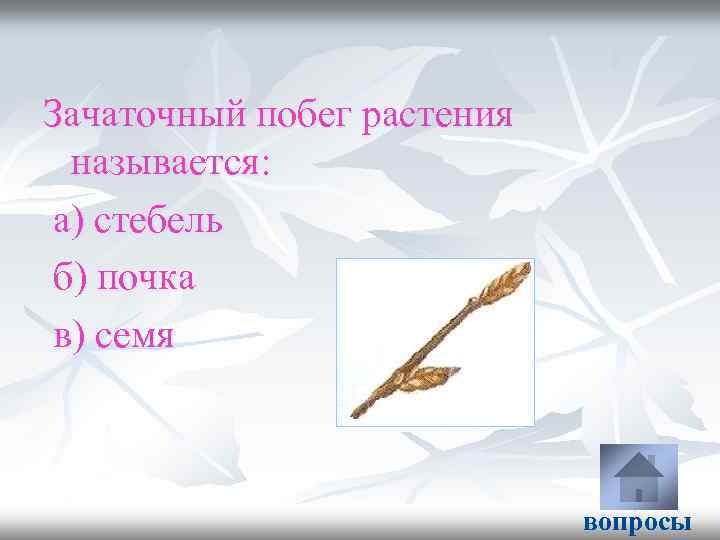 Зачаточный побег растения называется: а) стебель б) почка в) семя вопросы 