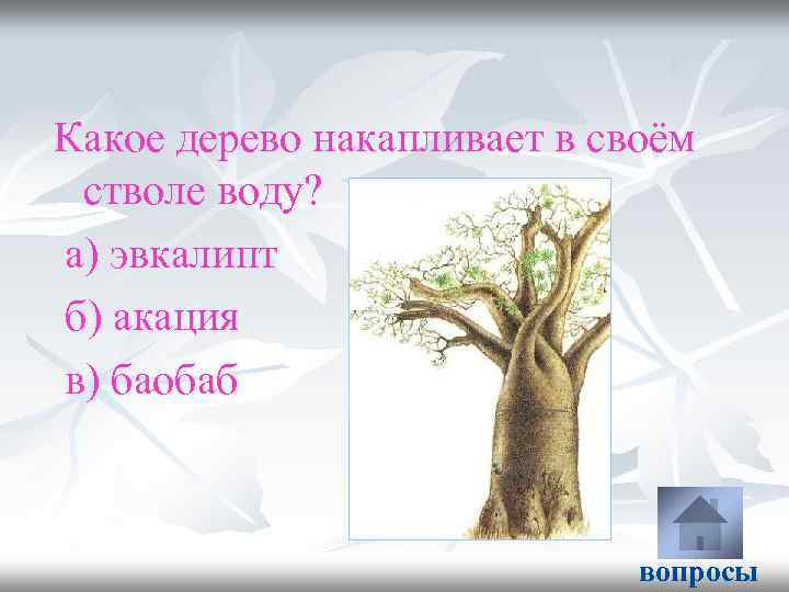 Какое дерево накапливает в своём стволе воду? а) эвкалипт б) акация в) баобаб вопросы