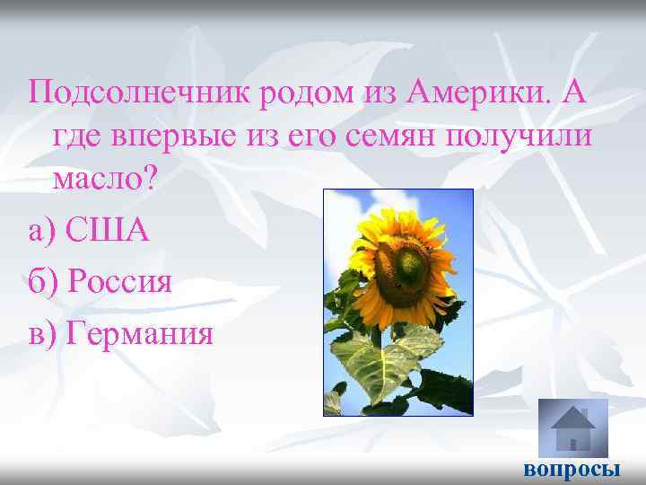 Подсолнечник родом из Америки. А где впервые из его семян получили масло? а) США