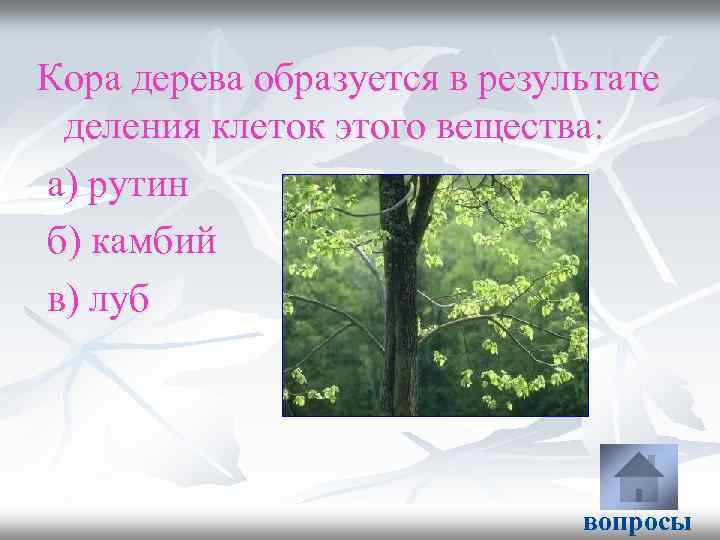 Кора дерева образуется в результате деления клеток этого вещества: а) рутин б) камбий в)