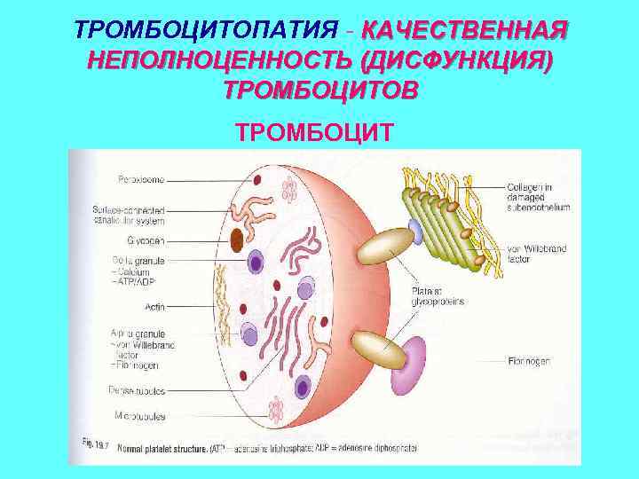 ТРОМБОЦИТОПАТИЯ - КАЧЕСТВЕННАЯ НЕПОЛНОЦЕННОСТЬ (ДИСФУНКЦИЯ) ТРОМБОЦИТОВ ТРОМБОЦИТ 