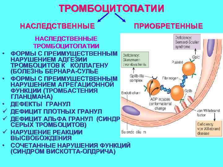 ТРОМБОЦИТОПАТИИ НАСЛЕДСТВЕННЫЕ • • • ü ü ü • НАСЛЕДСТВЕННЫЕ ТРОМБОЦИТОПАТИИ ФОРМЫ С ПРЕИМУЩЕСТВЕННЫМ