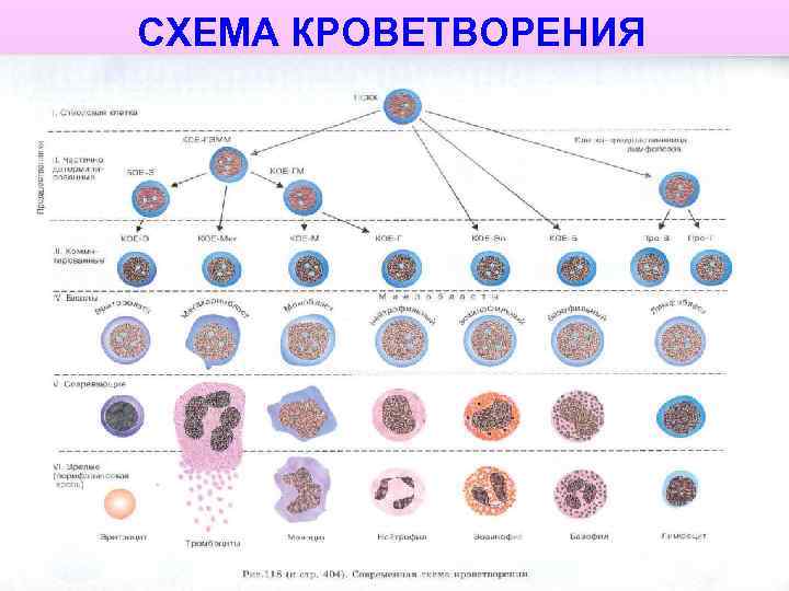 СХЕМА КРОВЕТВОРЕНИЯ 