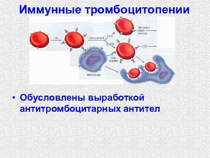 Сыпь при тромбоцитопении фото