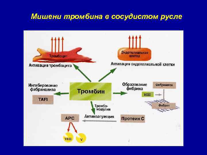 Мишени тромбина в сосудистом русле 