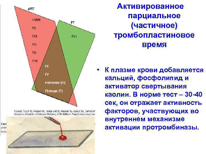 Активированное парциальное (частичное) тромбопластиновое время • К плазме крови добавляется кальций, фосфолипид и активатор