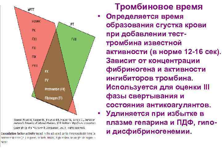 Тромбиновое время • Определяется время образования сгустка крови при добавлении тесттромбина известной активности (в