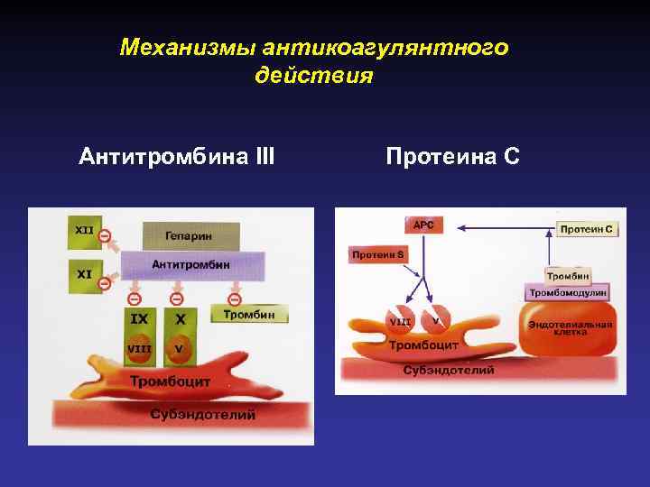 Механизмы антикоагулянтного действия Антитромбина III Протеина С 