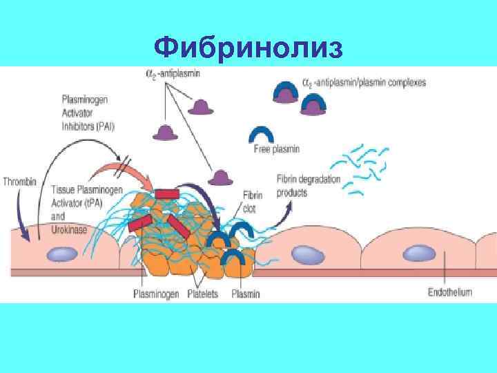 Фибринолиз 