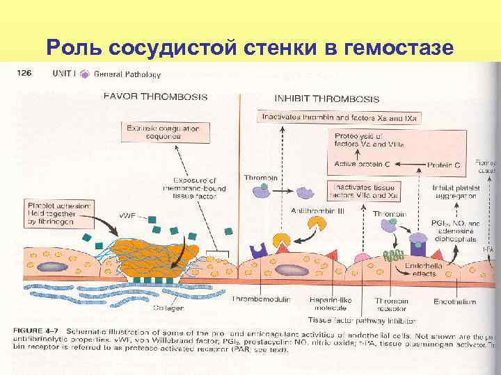 Роль сосудистой стенки в гемостазе 