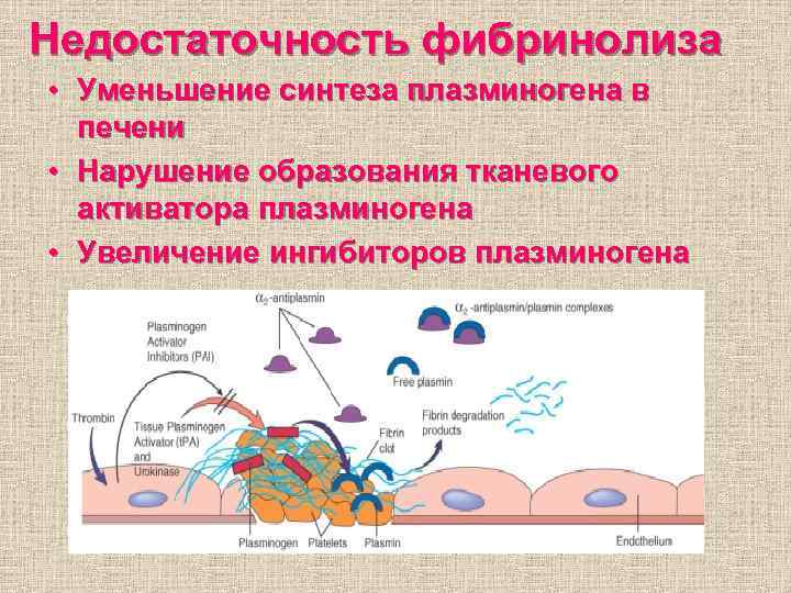 Недостаточность фибринолиза • Уменьшение синтеза плазминогена в печени • Нарушение образования тканевого активатора плазминогена