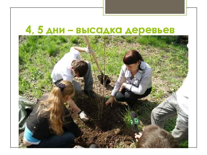 4, 5 дни – высадка деревьев сотрудниками ЛПК 