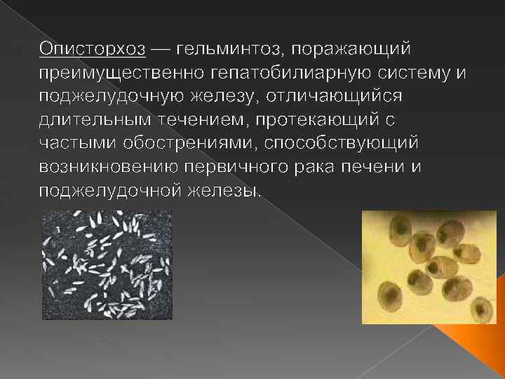 Описторхоз — гельминтоз, поражающий преимущественно гепатобилиарную систему и поджелудочную железу, отличающийся длительным течением, протекающий
