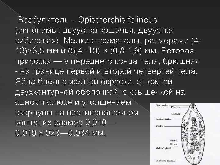 Возбудитель – Opisthorchis felineus (синонимы: двуустка кошачья, двуустка сибирская). Мелкие трематоды, размерами (413)× 3,