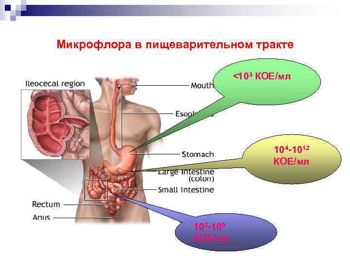 Микрофлора в пищеварительном тракте <103 КОЕ/мл 104 -1012 КОЕ/мл 102 -109 КОЕ/мл 