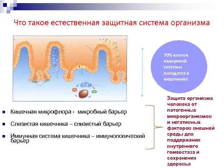 Иммунные клетки кишечника