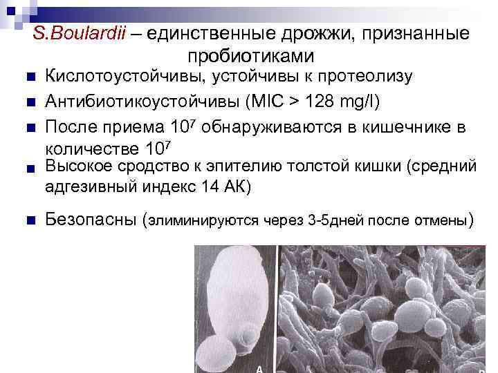 S. Boulardii – единственные дрожжи, признанные пробиотиками n n n Кислотоустойчивы, устойчивы к протеолизу