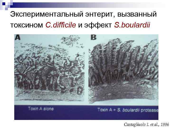 Экспериментальный энтерит, вызванный токсином C. difficile и эффект S. boulardii Castagliuolo I. et al.