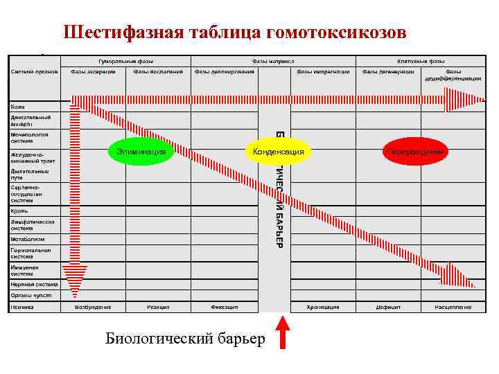 Шестифазная таблица гомотоксикозов Элиминация Конденсация Биологический барьер Перерождение 