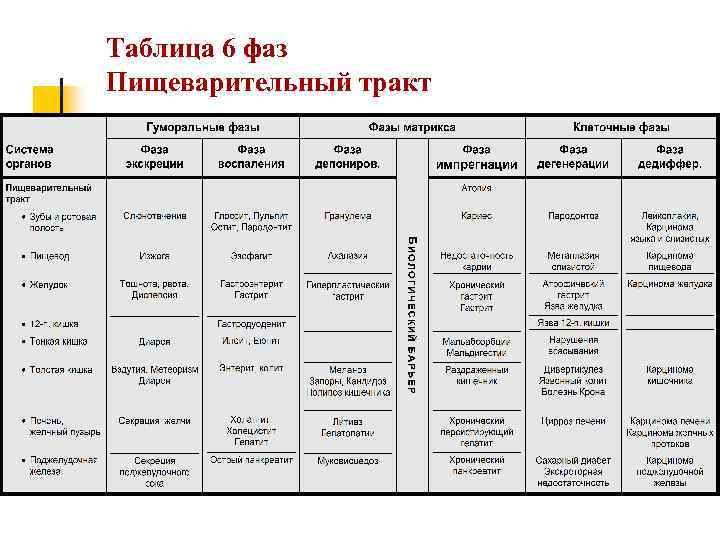 Таблица 6 фаз Пищеварительный тракт 