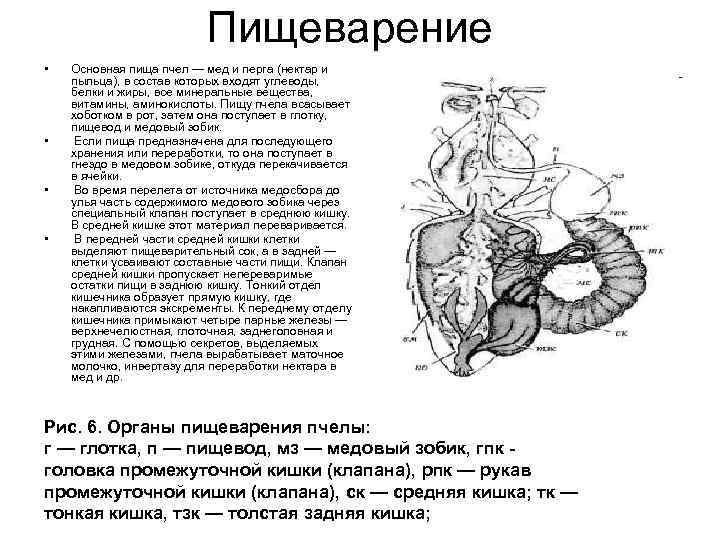 Пищеварение • • Основная пища пчел — мед и перга (нектар и пыльца), в