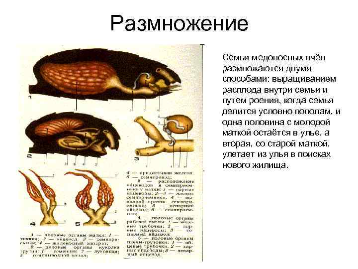 Размножение Семьи медоносных пчёл размножаются двумя способами: выращиванием расплода внутри семьи и путем роения,