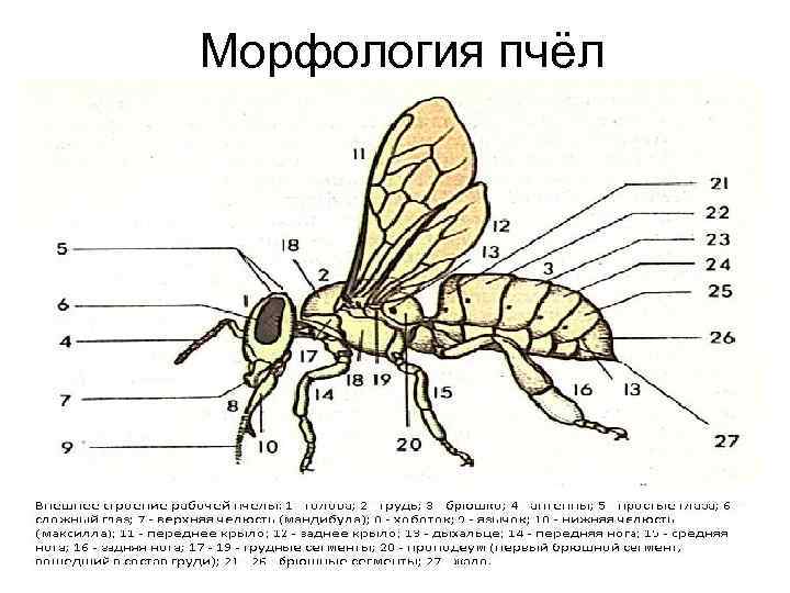 Морфология пчёл 