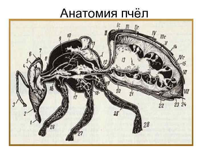 Анатомия пчёл 