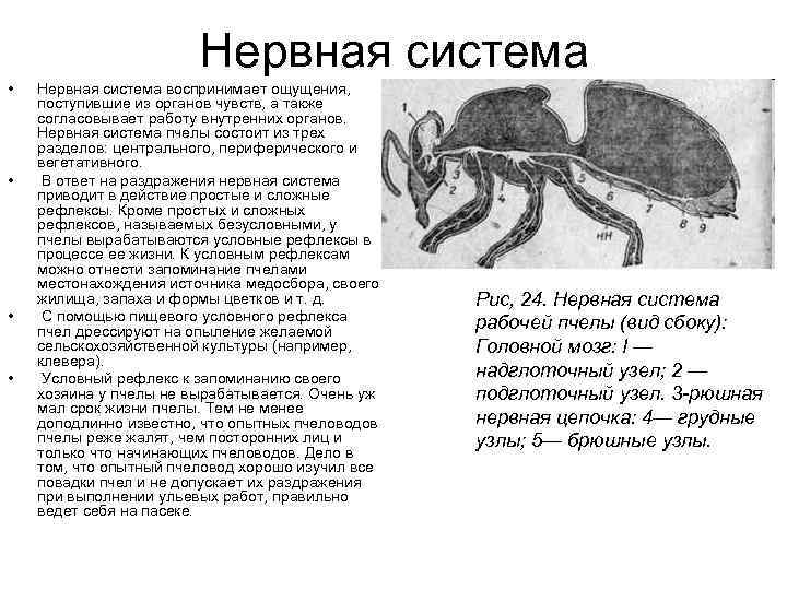 Нервная система • • Нервная система воспринимает ощущения, поступившие из органов чувств, а также