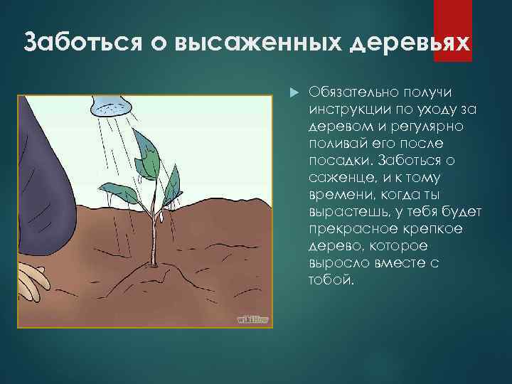 Заботься о высаженных деревьях Обязательно получи инструкции по уходу за деревом и регулярно поливай