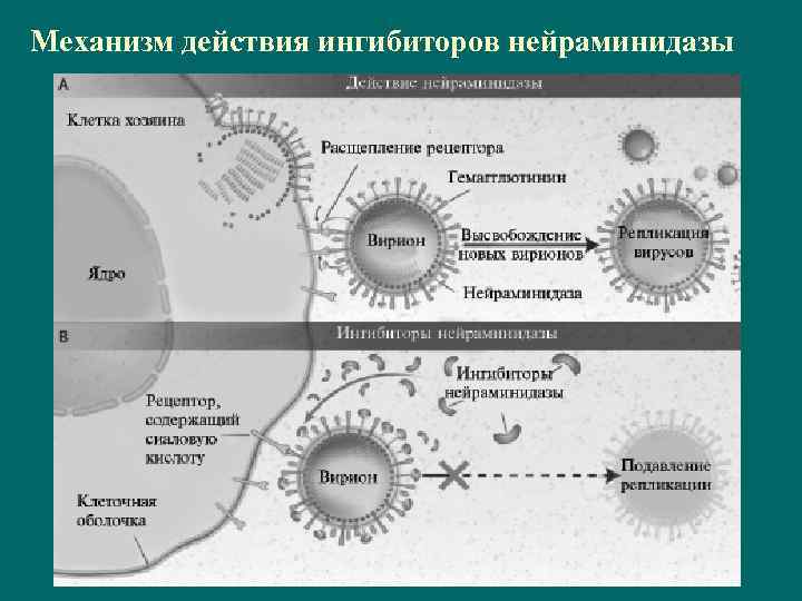 Механизм действия ингибиторов нейраминидазы 