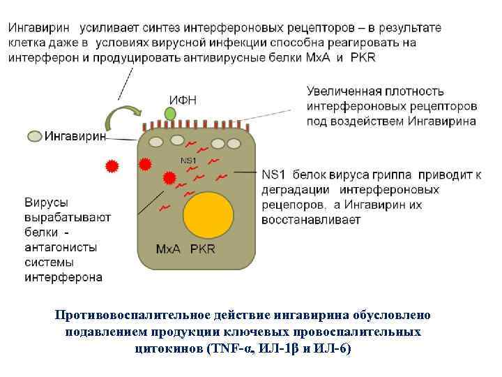 Противовоспалительное действие ингавирина обусловлено подавлением продукции ключевых провоспалительных цитокинов (TNF-α, ИЛ-1β и ИЛ-6) 